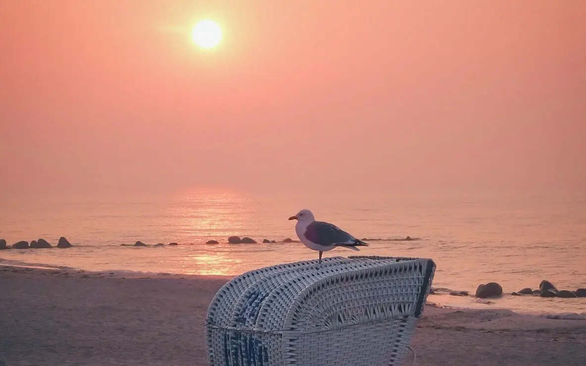 Eine Möwe sitzt auf einem Strandkorb an einem ruhigen Strand. Die aufgehende Sonne taucht den himmel in rosane und orangene Farben.