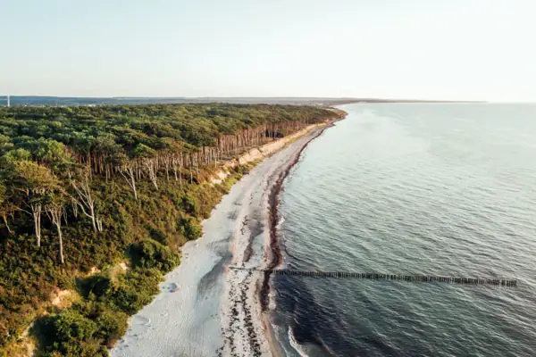 Srtand und Wald Strand mit Bäumen und Wasser im Vordergrund.