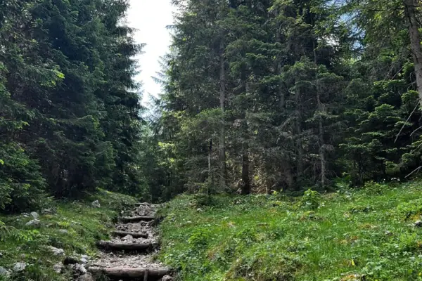 Kletterwald Bad Saarow Steinstufen führen zu einem grasbewachsenen Hügel mit Bäumen.