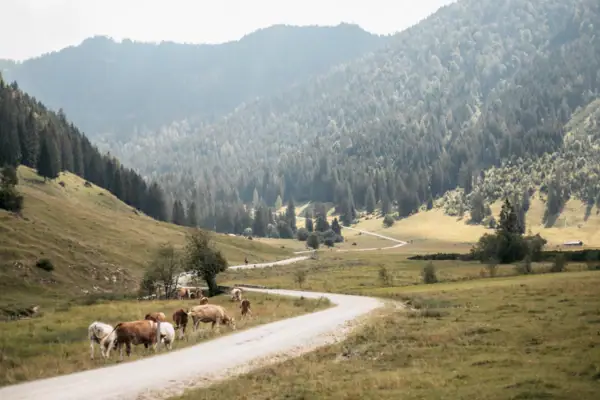 Berglandschaft Eine Gruppe von Kühen grast auf einer Straße in einem Tal mit Bergen.