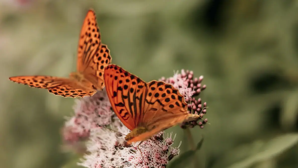 Schmetterlinge Schmetterlinge auf einer Blume