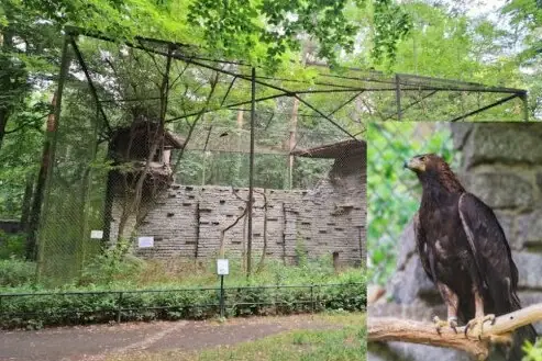 Heimattiergarten Fürstenwalde Ein Greifvogel in einem Käfig.