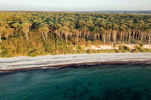 Strand mit Bäumen und Wasser im Vordergrund.