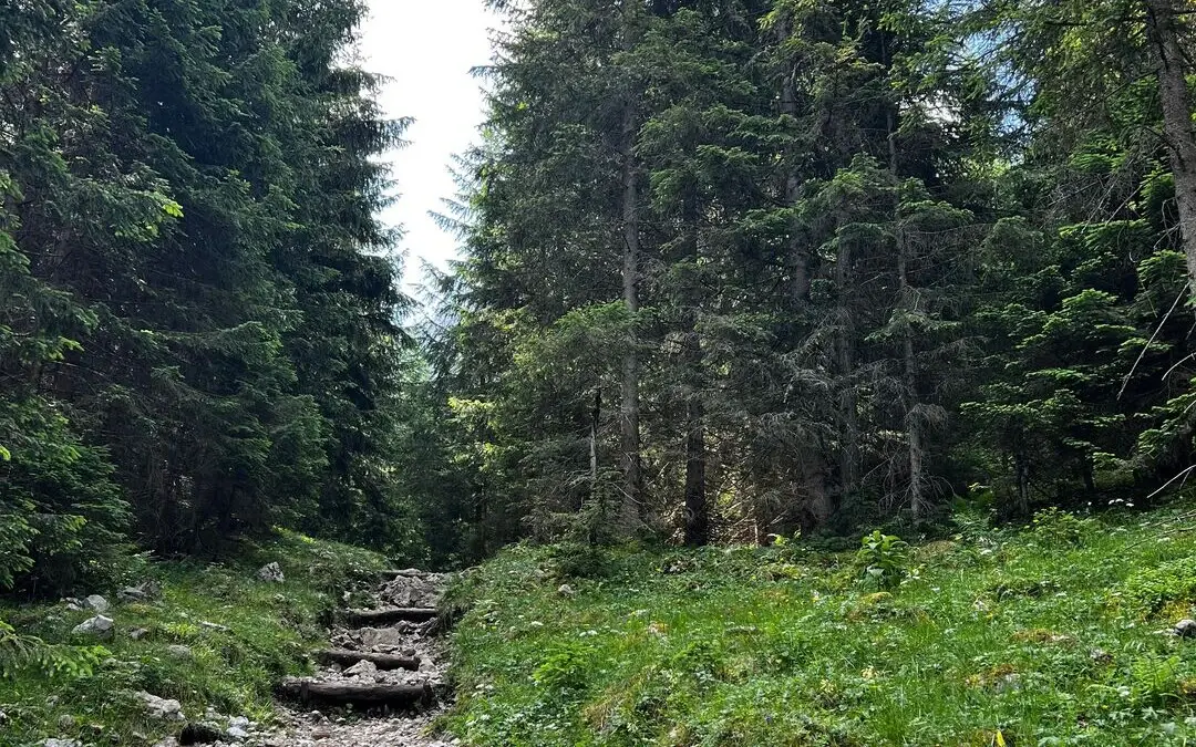 Steinweg führt einen grasbewachsenen Hügel hinauf, gesäumt von Bäumen.