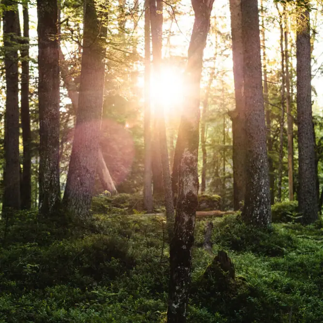 Wald Sonne scheint durch Bäume in einem Wald.
