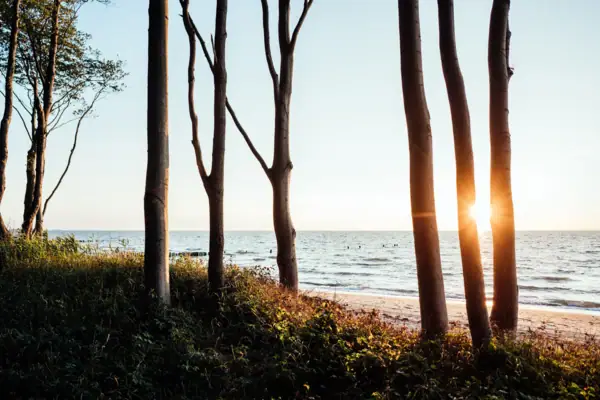 Gespensterwald Nienhagen Eine Gruppe von Bäumen am Strand.