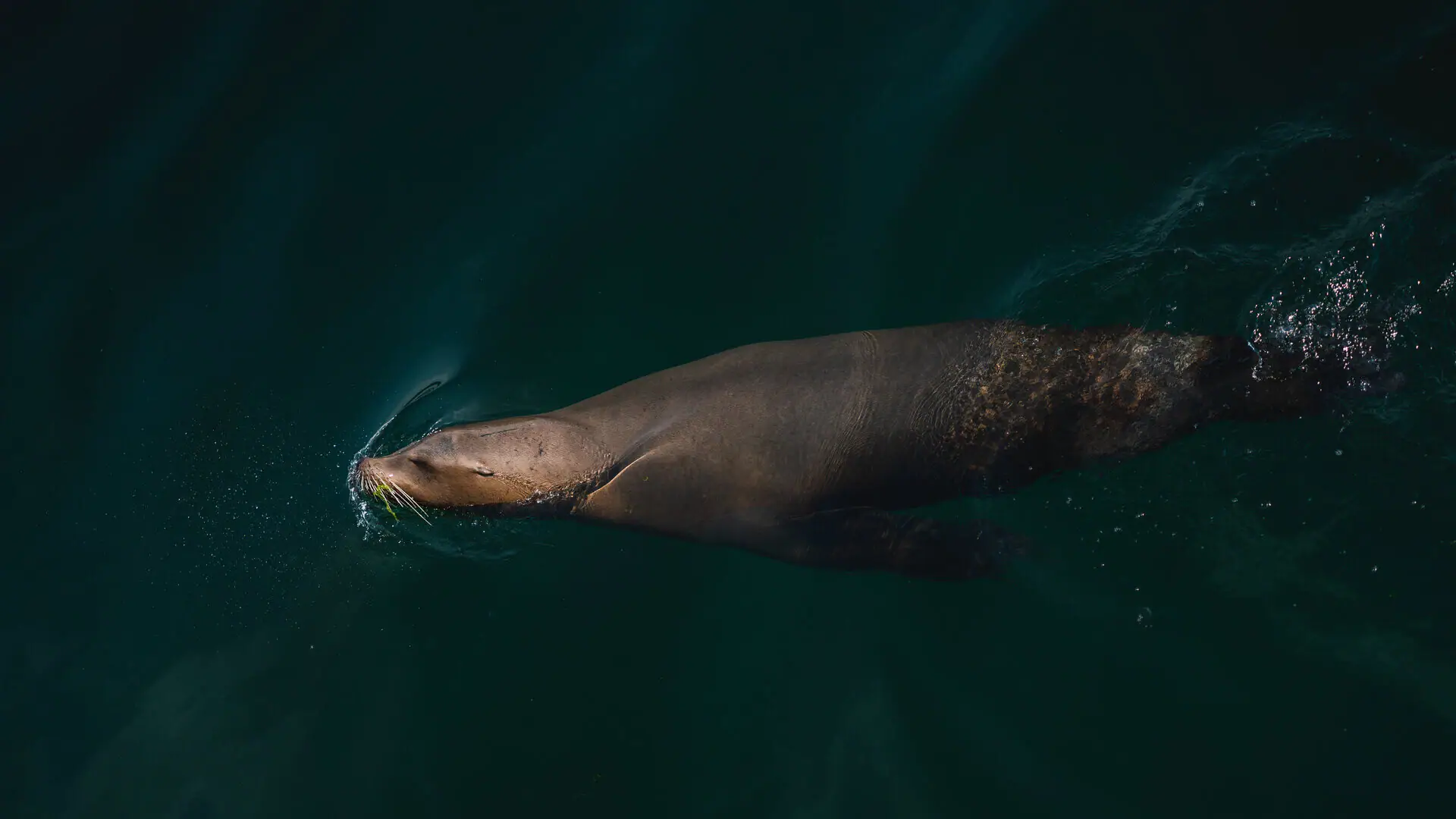 Seehund Eine Robbe schwimmt im Wasser.