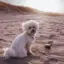 Hund an der Leine am Strand