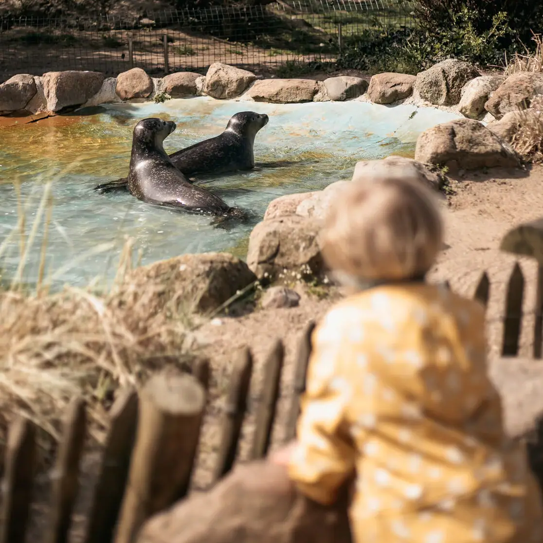 Ein kleines Mädchen steht an einem Robbengehege im Tierpark.