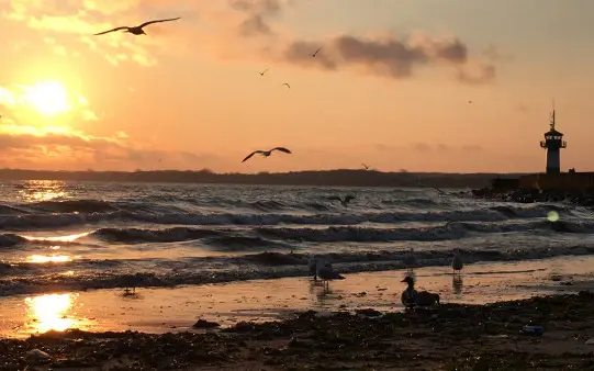Stimmungsvolle Aufnahme eines Strandes bei Sonnenuntergang mit einem Leuchtturm im Hintergrund, Wellen, Möwen, die durch die Luft fliegen, und einem goldenen Licht, das die Szene erhellt.