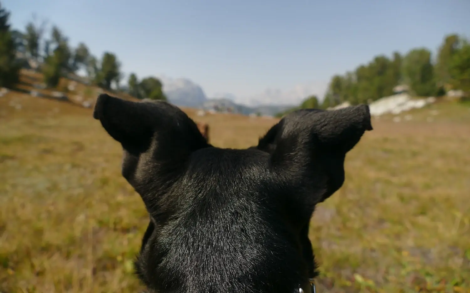 Hund in den Bergen Ein Hund, der in die Landschaft schaut.