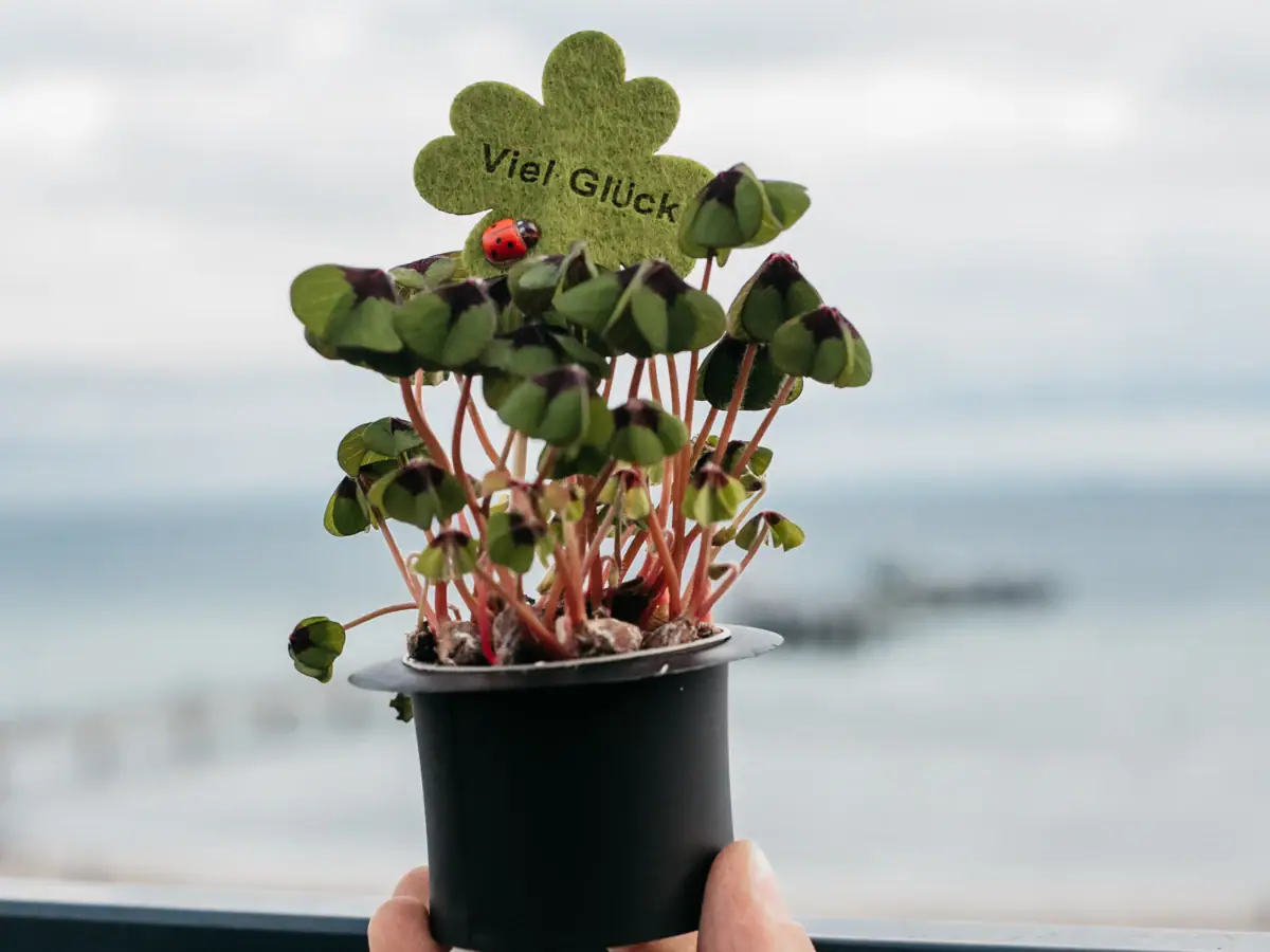 Silvester im aja Grömitz Eine Person hält einen Blumentopf mit einem Marienkäfer darauf.