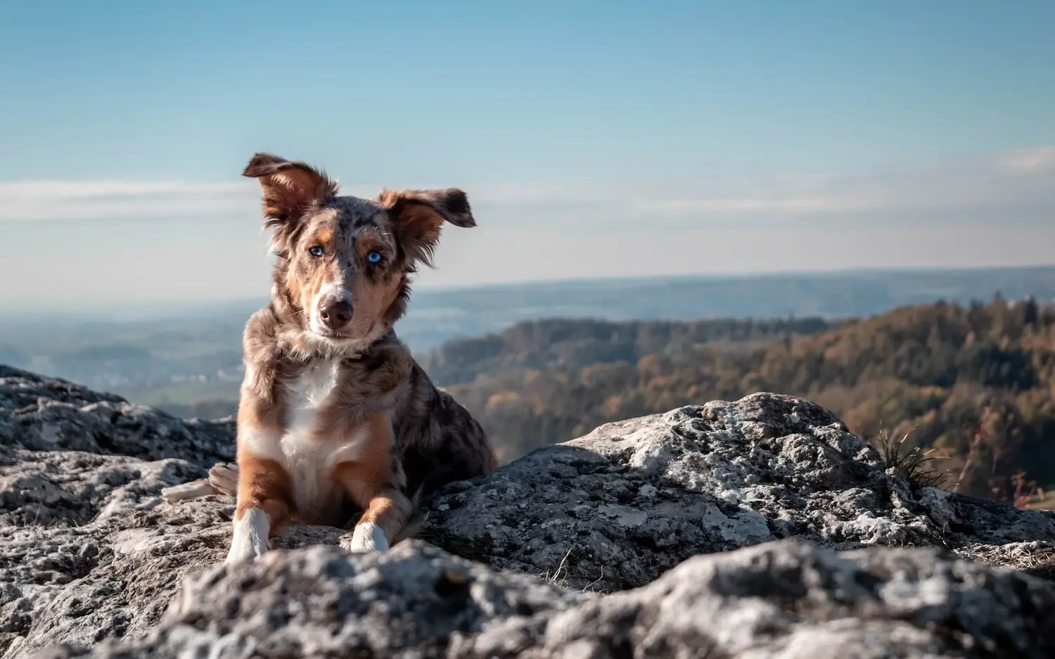 Hund auf einem Berg Ein Hund sitzt auf einem Felsen.