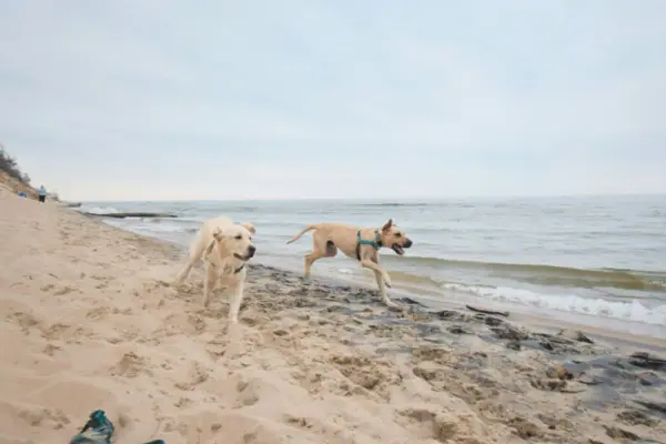 Zwei Hunde rennen am Strand.