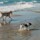 Zwei Hunde spielen am Strand