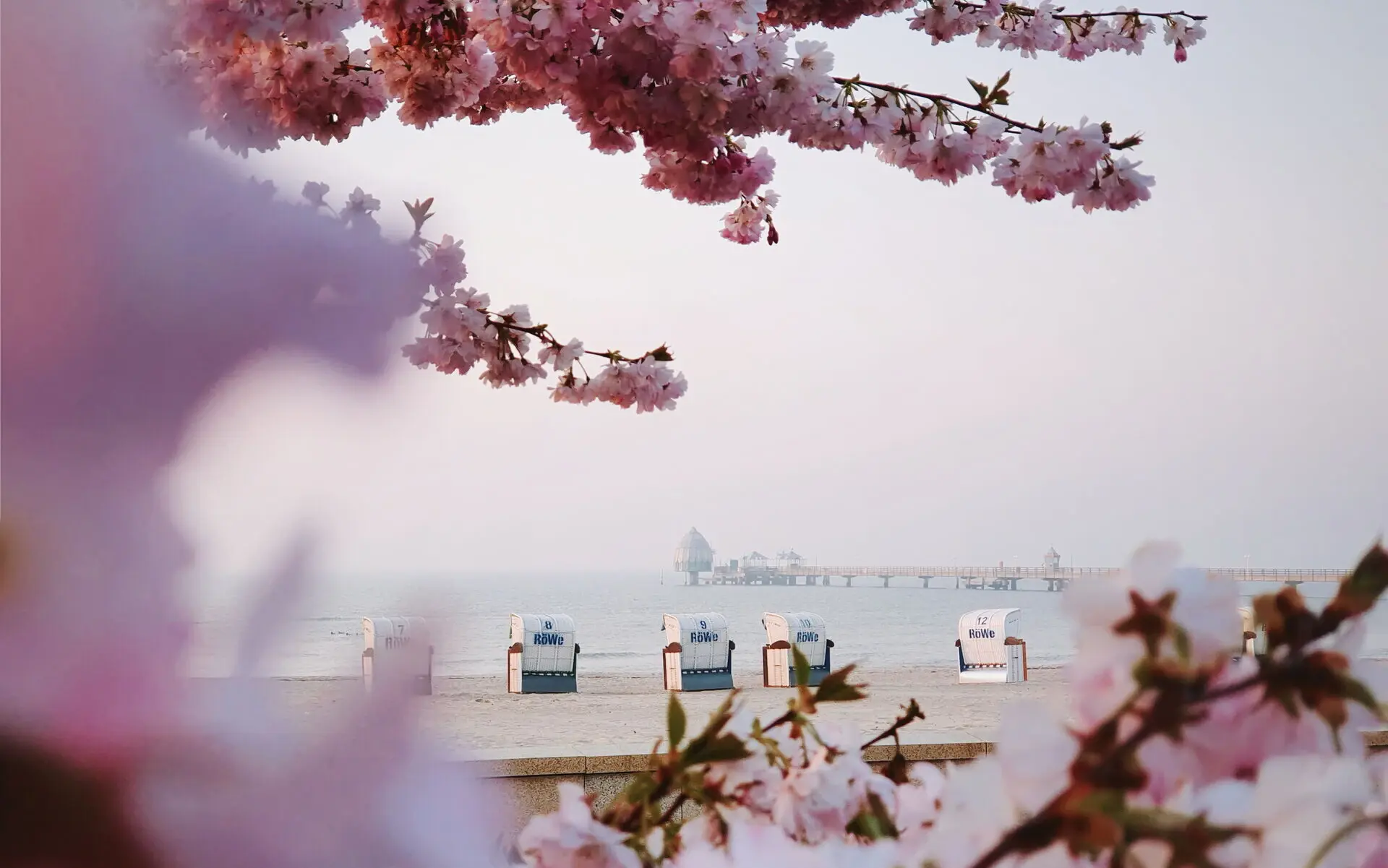 Grömitz im Frühling Ein Strandbild mit blühenden Kirschblüten im Vordergrund. Dahinter stehen Strandkörbe auf dem Sand, mit Blick auf das ruhige Meer. In der Ferne erstreckt sich ein langer Steg ins Wasser.