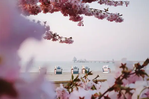 Grömitz im Frühling Sakura-Blüten an einem Baum im Freien.