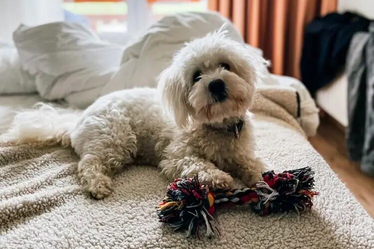 Hundezimmer Ein Hund liegt auf einem Bett mit einem Spielzeug.