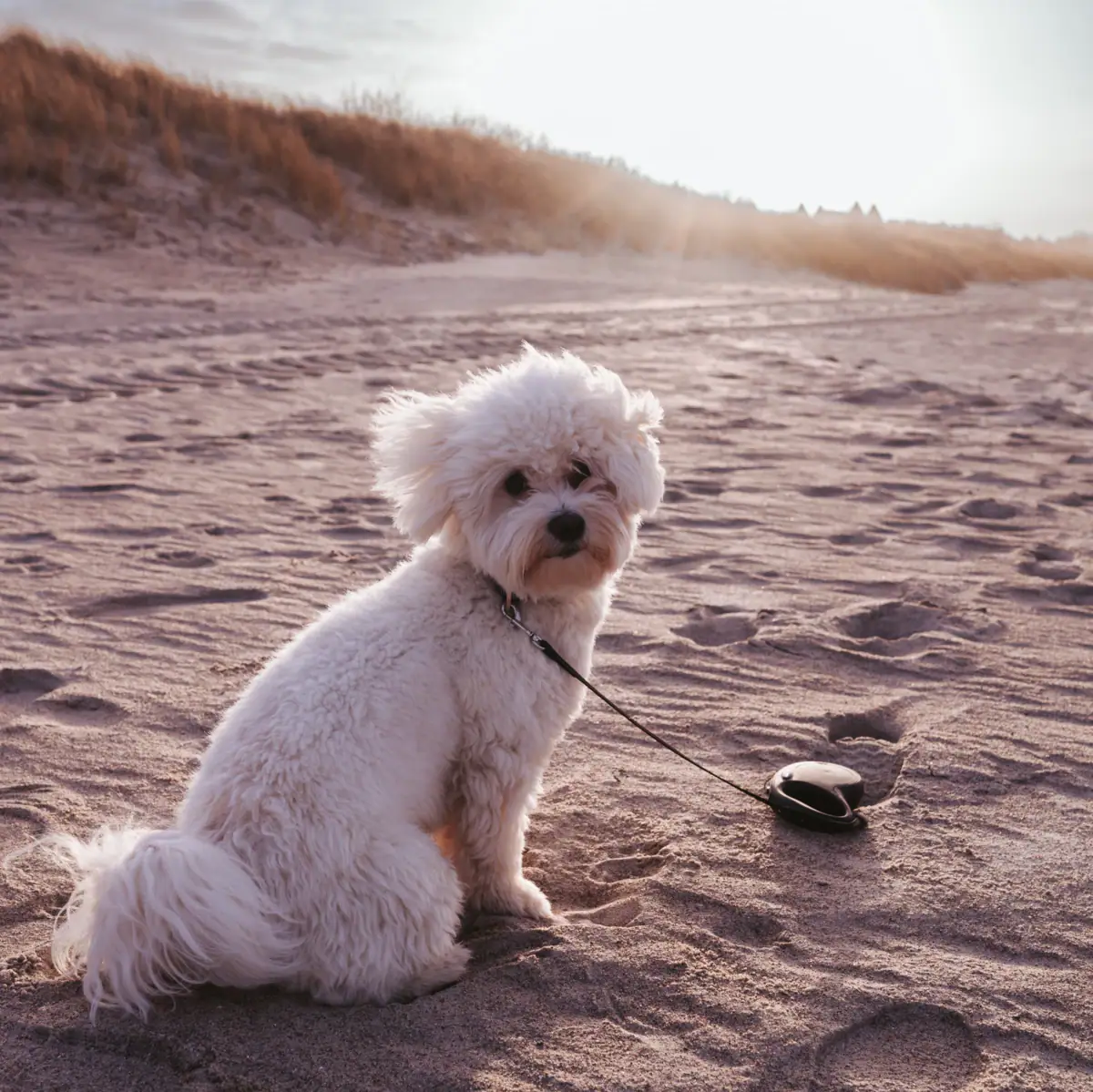 Hund am Strand Ein Hund an der Leine am Strand.