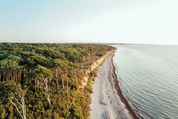 Strand und Wald Strand mit Bäumen und Wasser im Vordergrund.