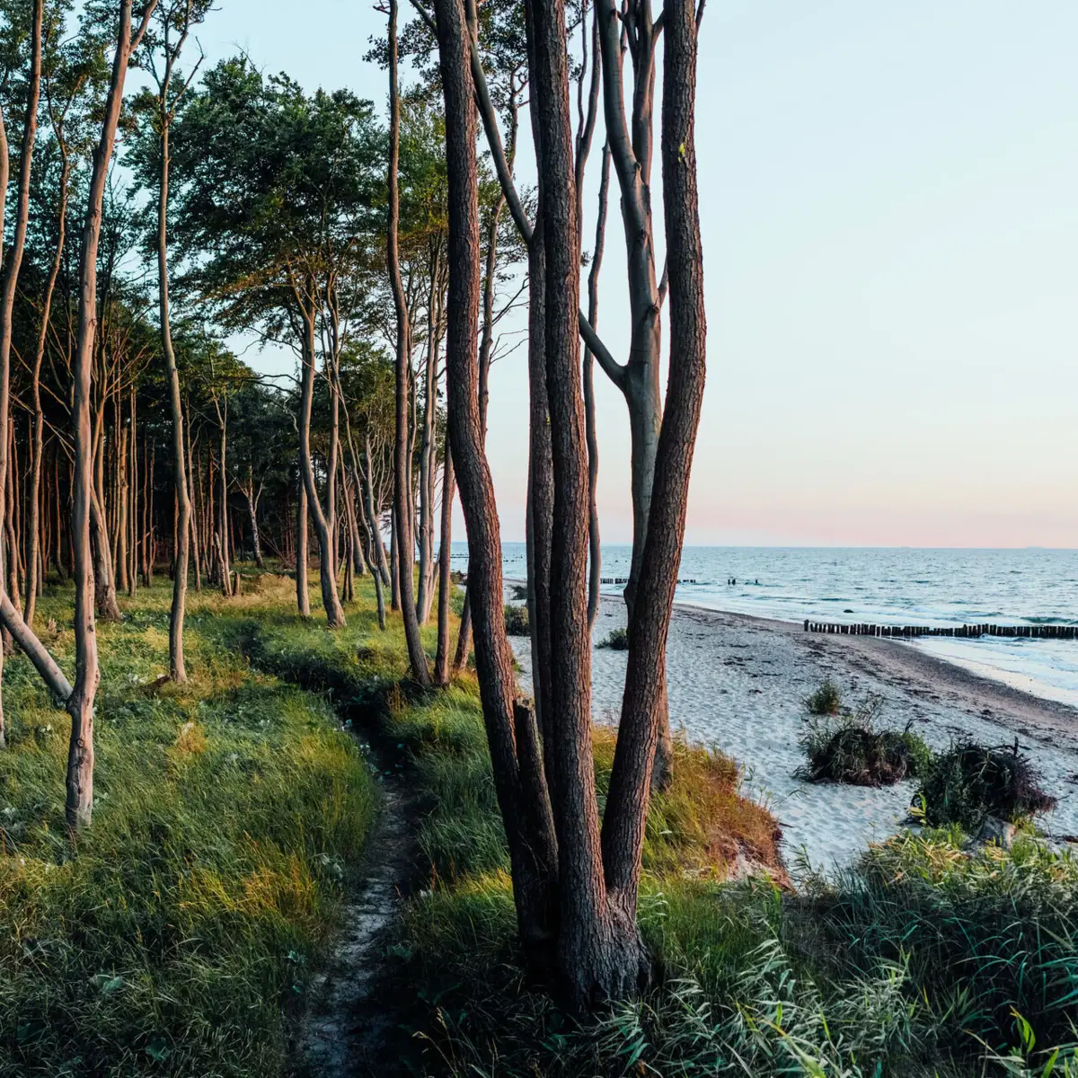 Ein idyllischer Küstenwald mit schlanken Bäumen, die sich bis zum Strand erstrecken, und Blick auf die Ostsee bei Sonnenuntergang.