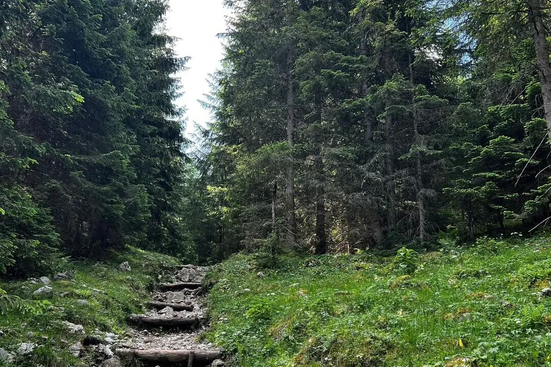 Kletterwald Bad Saarow Steinstufen führen zu einem grasbewachsenen Hügel mit Bäumen.