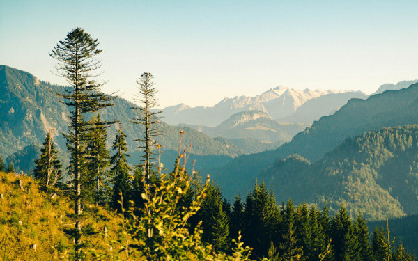 Heimat Blick auf Tannen und Berge