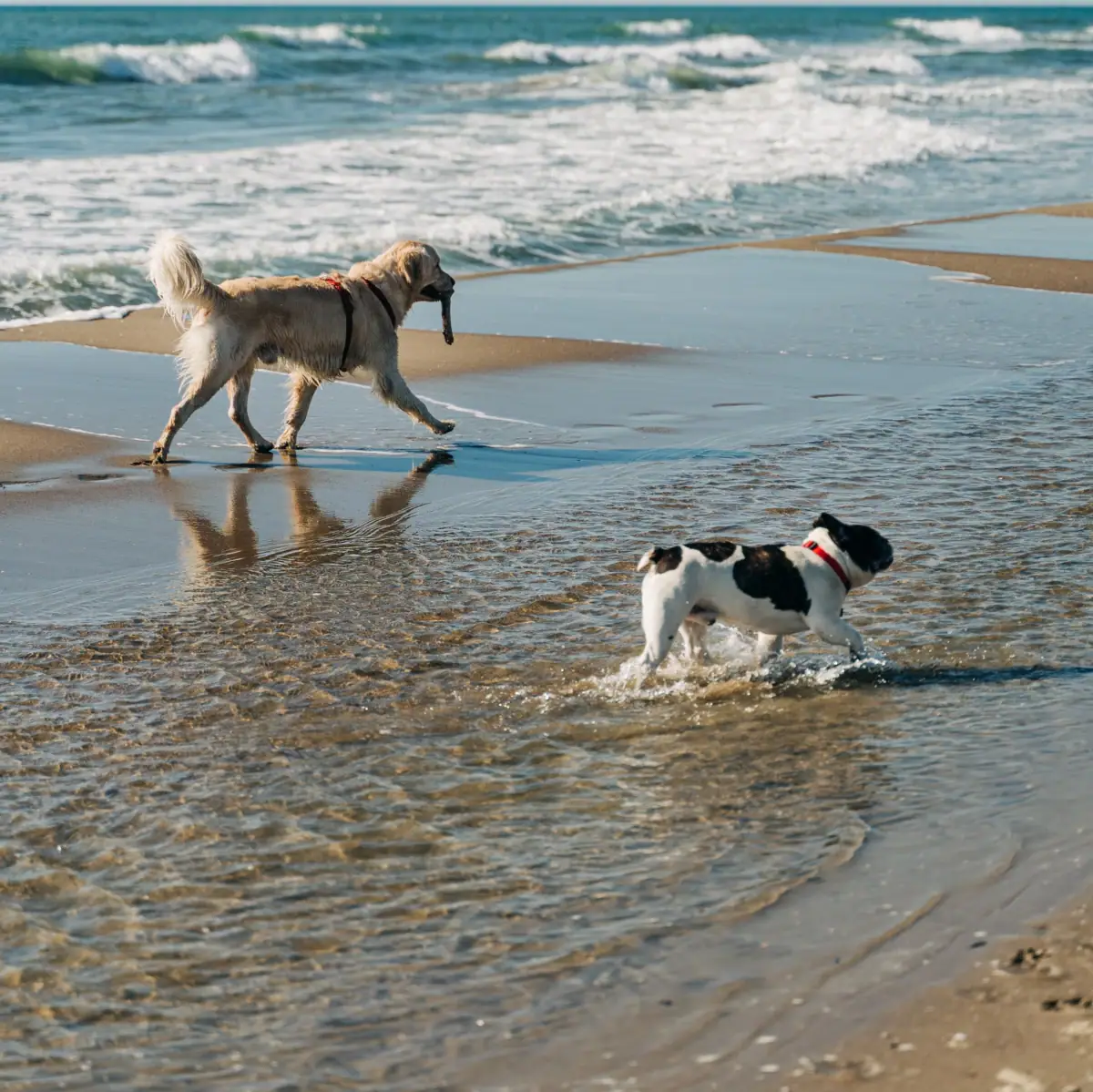 Strand mit Hunden Zwei Hunde spielen am Strand.