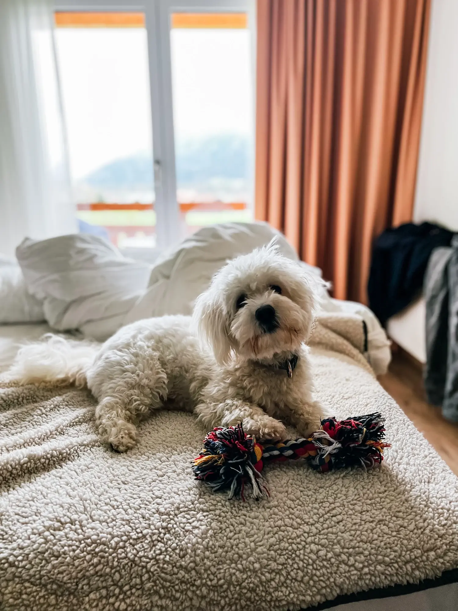 Hundezimmer Ein Hund liegt auf einem Bett mit einem Spielzeug.
