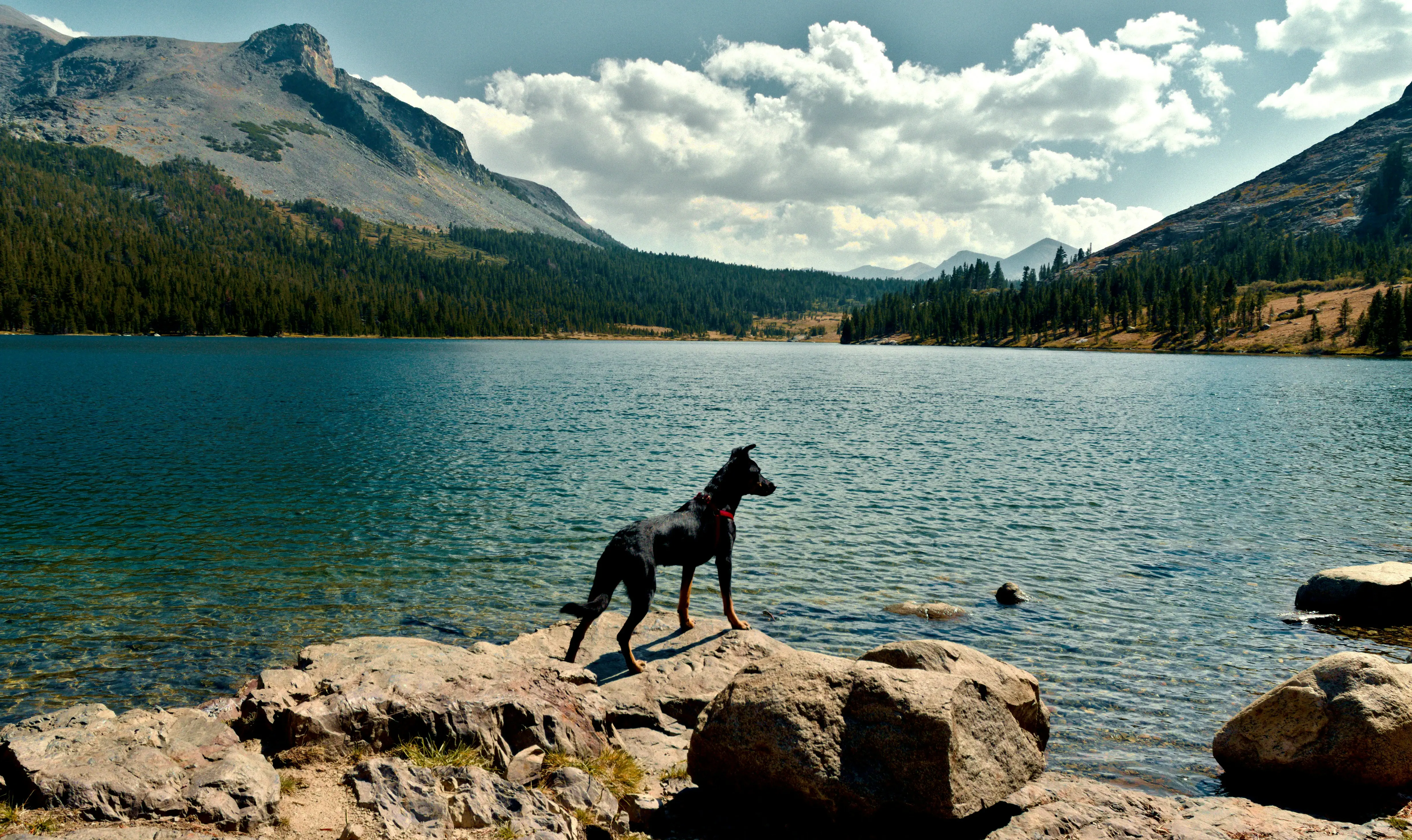 Hund am See Ein Hund steht auf einem Felsen in der Nähe eines Sees.