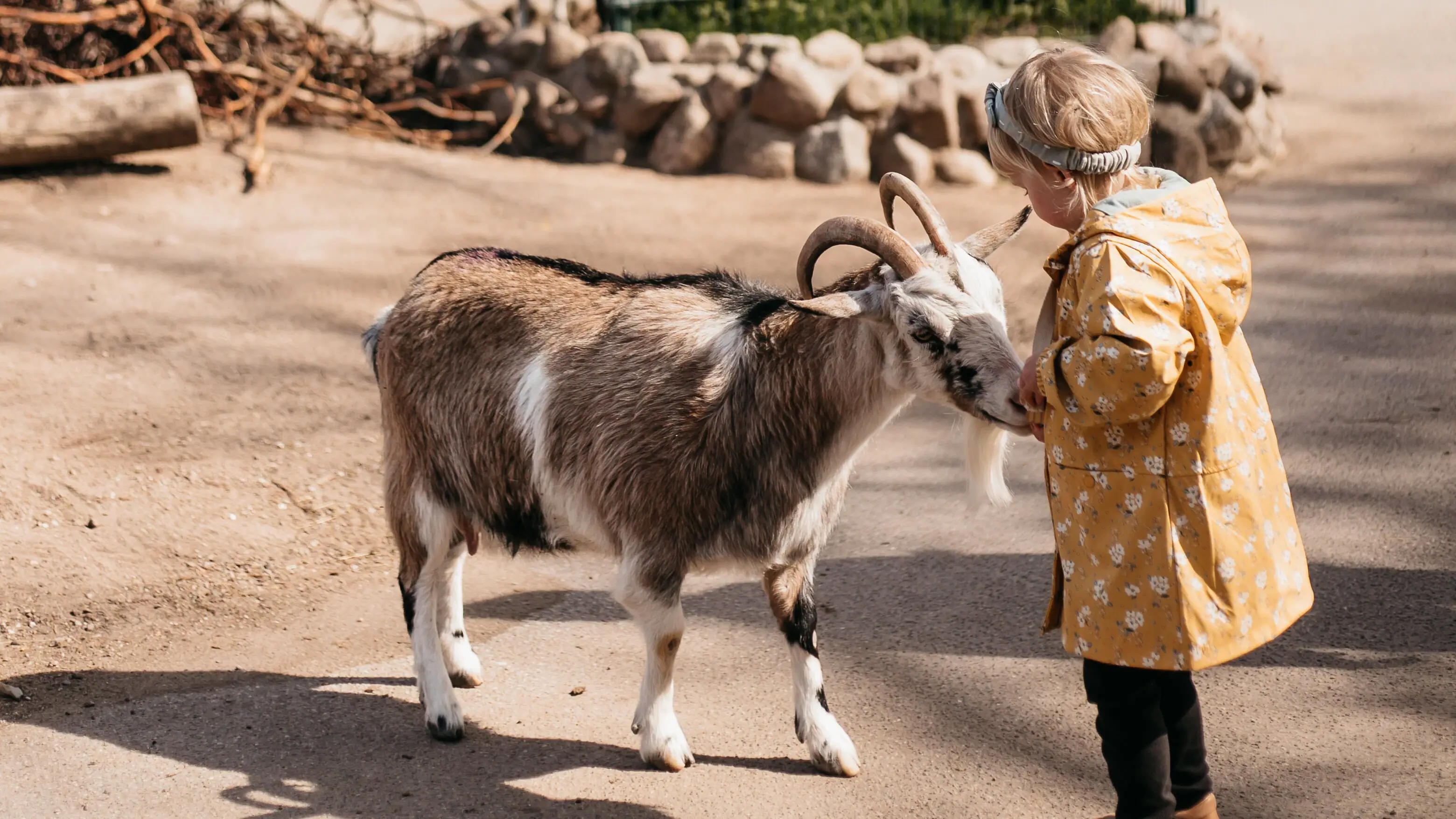 Steichelzoo Ein Kind steht neben einer Ziege im Freien.