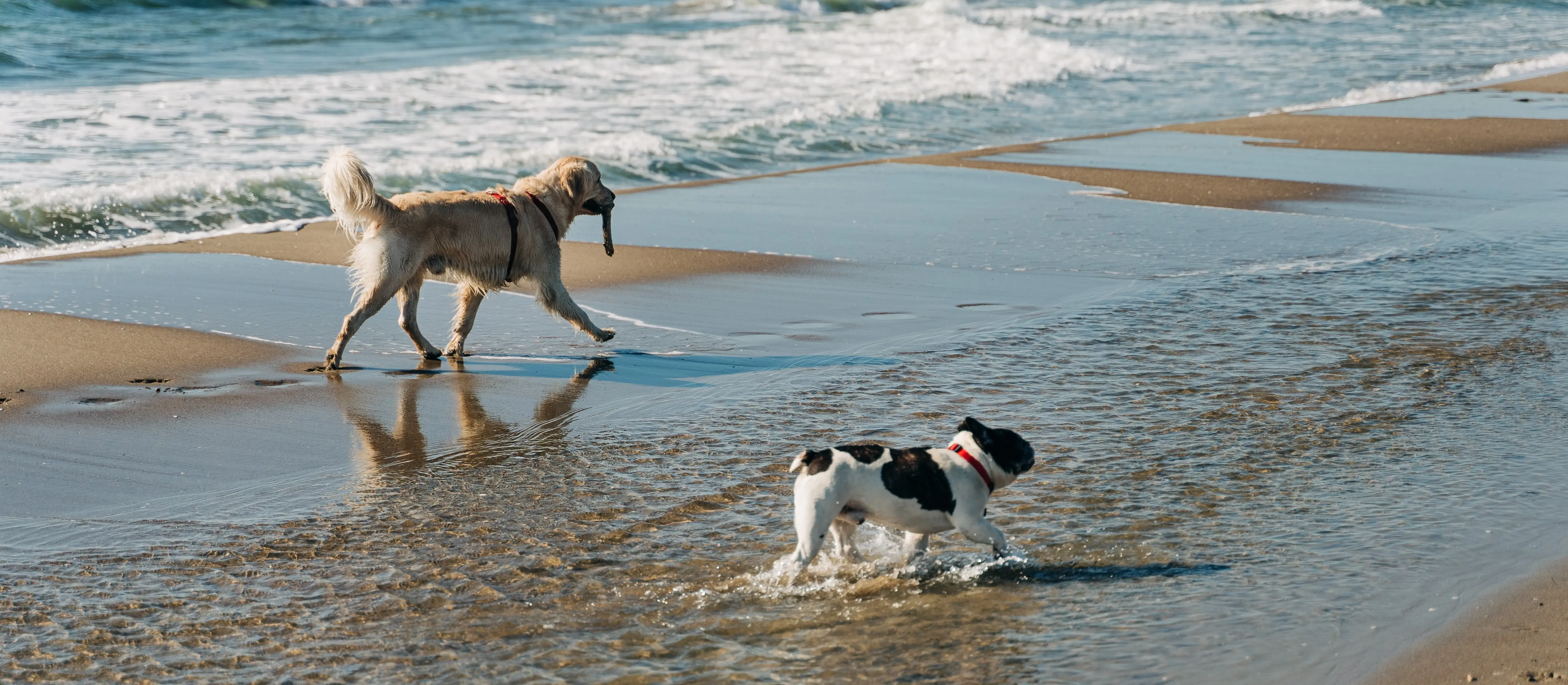 Urlaub mit Hund Zwei Hunde spielen am Strand
