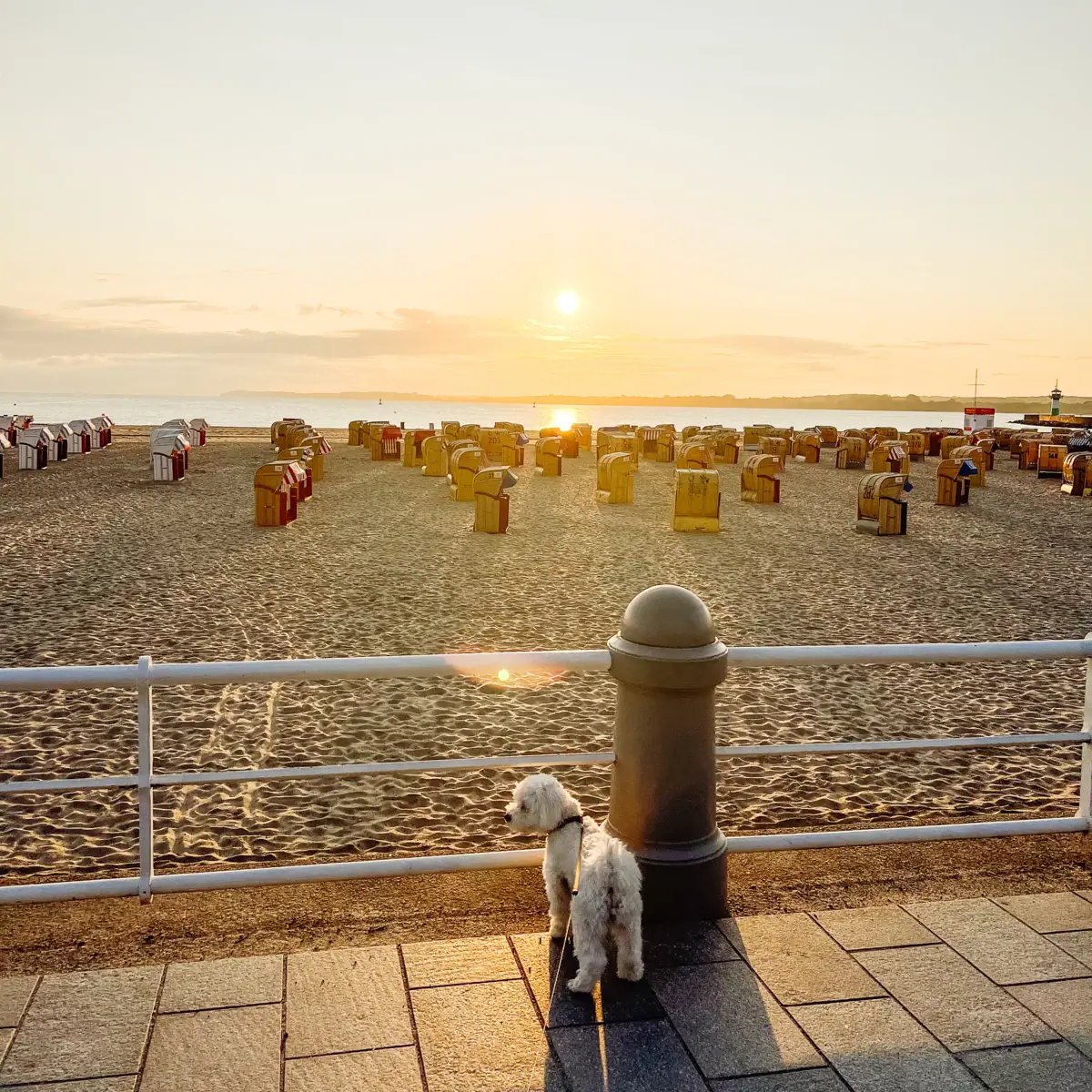 Hund am Strand Ein Hund steht auf der Strandpromenade neben einem Zaun mit Blick auf einen Strand und ein Gewässer.