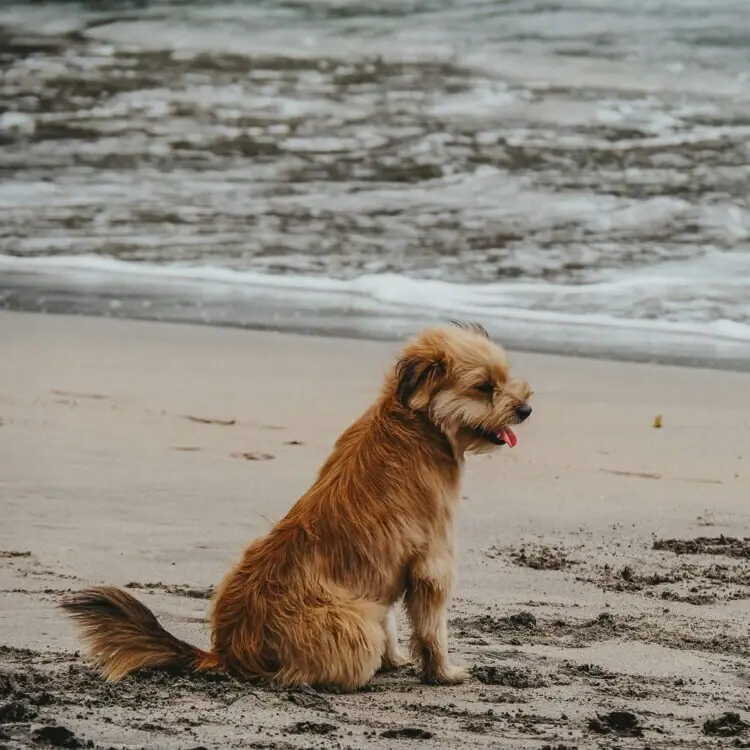 Hund am Strand Ein Hund sitzt am Strand von Usedom.