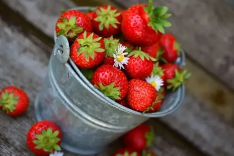 Erdbeerfest Patke Weingut Ein Eimer voller Erdbeeren.