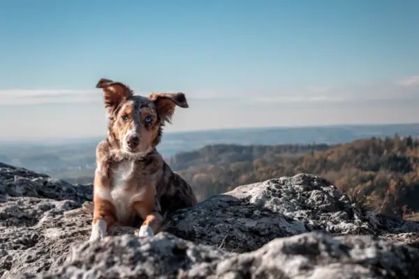 Hund auf einem Berg Hund liegt auf einem Felsen im Freien.