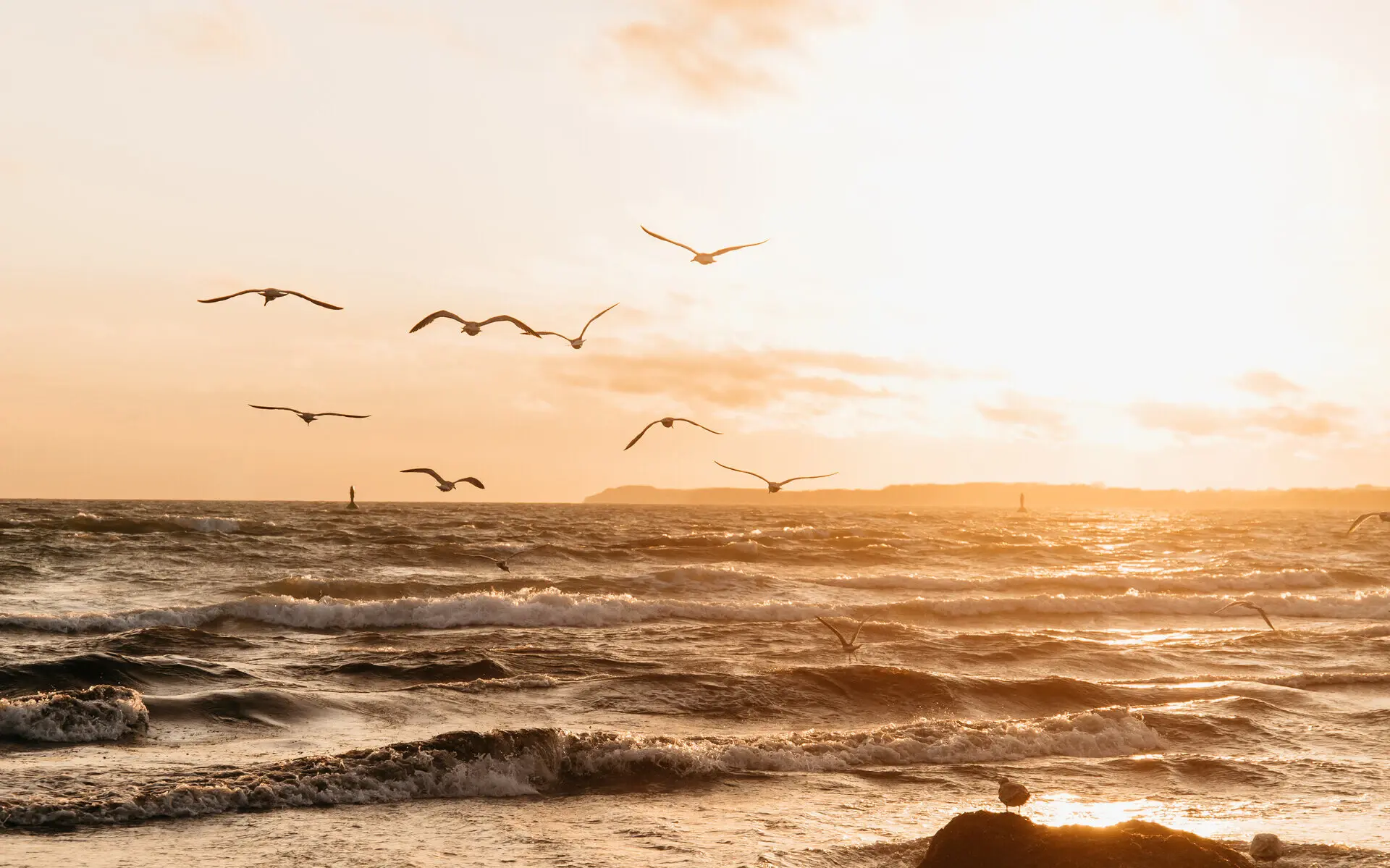 Travemünde Strand Ein Meer in Wellen, auf dem sich die goldene untergehende Sonne spiegelt und Möwen drüber hinweg fliegen.