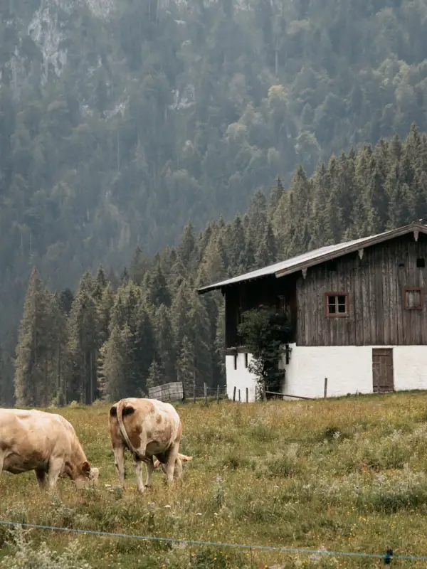 Kühe vor einer Alm Kühe grasen auf einer Wiese mit einem Haus im Hintergrund.