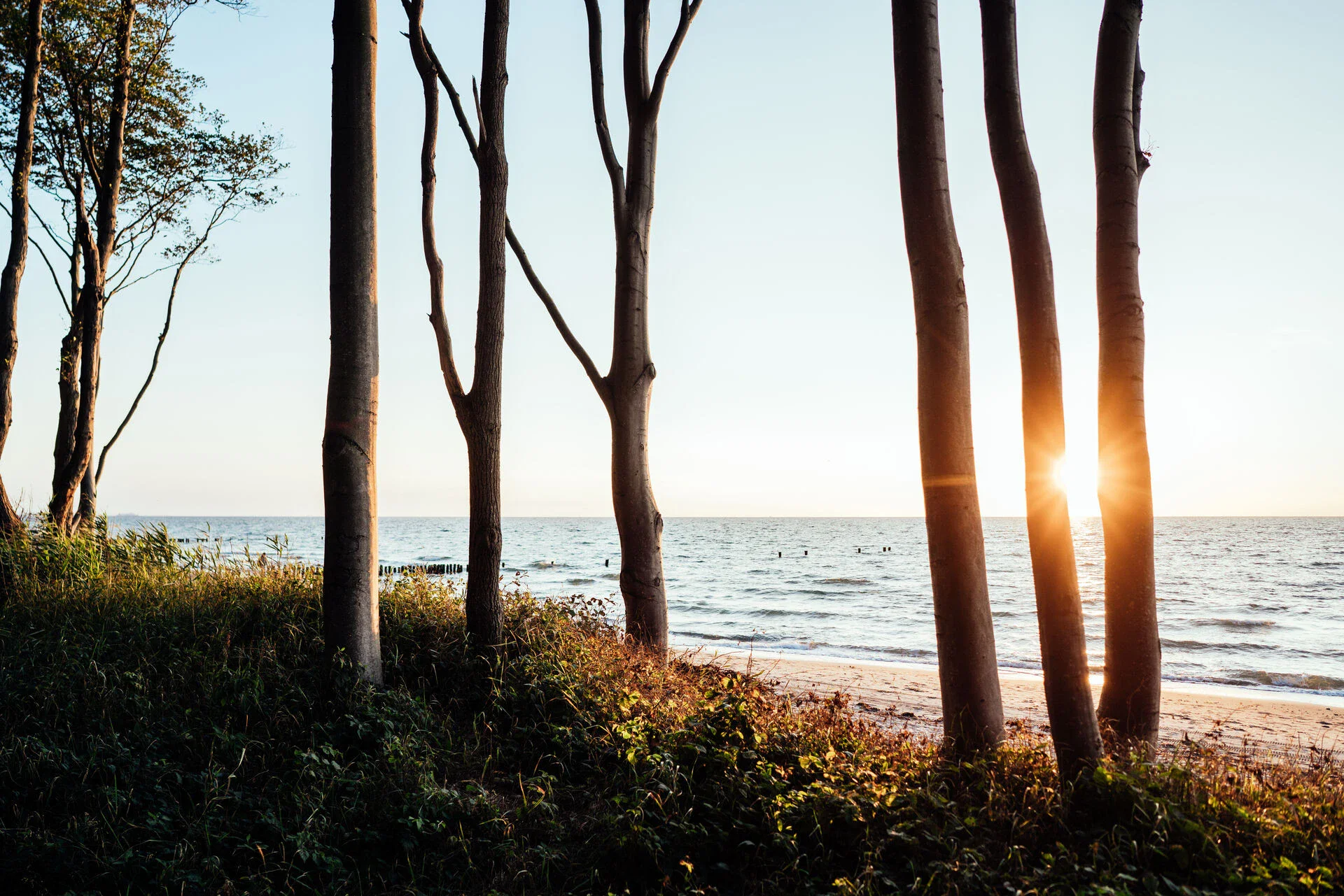Gespensterwald Nienhagen Eine Gruppe von Bäumen am Strand.