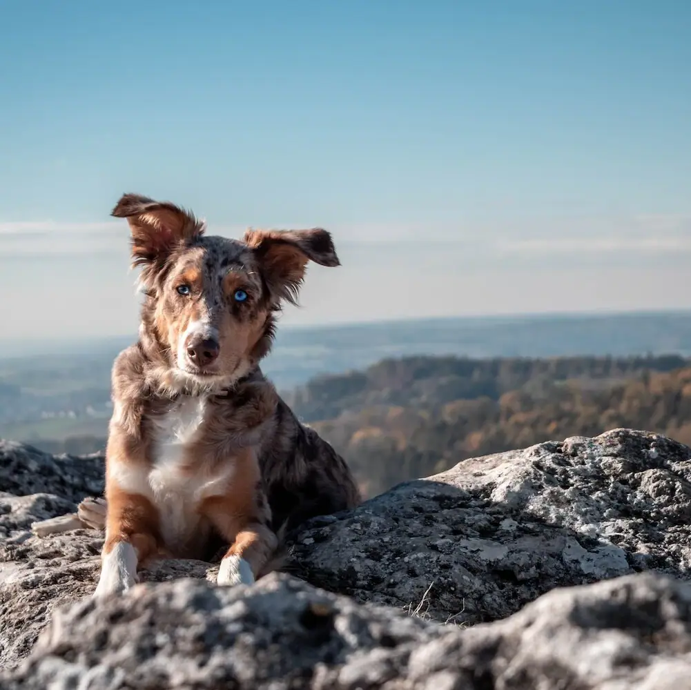 Hund auf einem Berg Ein Hund sitzt auf einem Felsen im Freien.