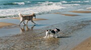 Zwei Hunde spielen am Strand