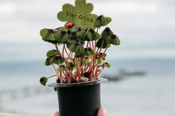 Glücksbringer Eine Person hält einen Blumentopf mit einer Marienkäfer oben drauf.