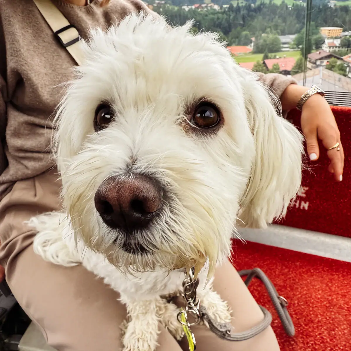 Hund schaut in die Kamera Ein kleiner weißer Hund sitzt auf dem Schoß einer Person.