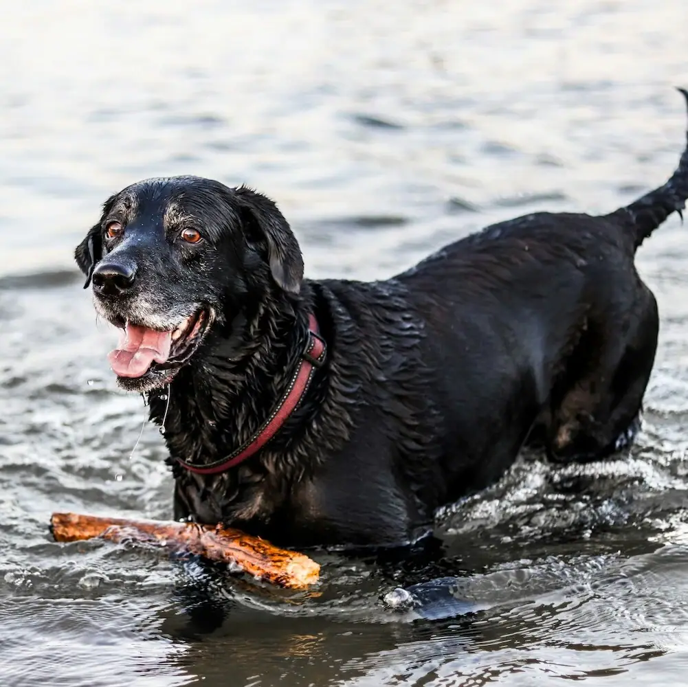 Ein Hund spielt im Wasser mit einem Stock.