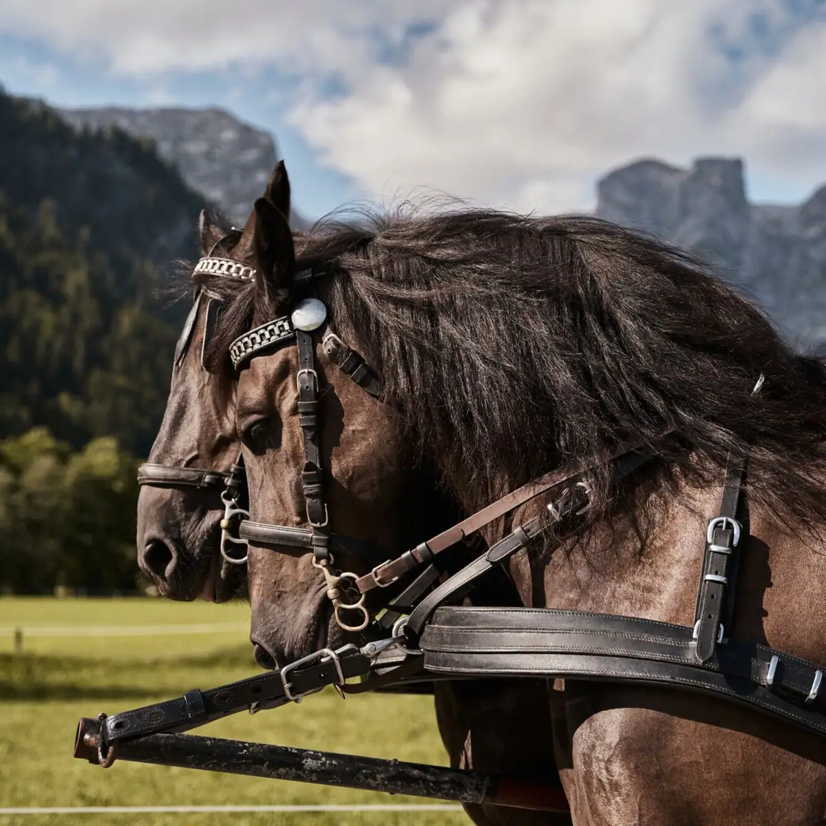 Kutschfahrt Zwei Pferde im Geschirr.