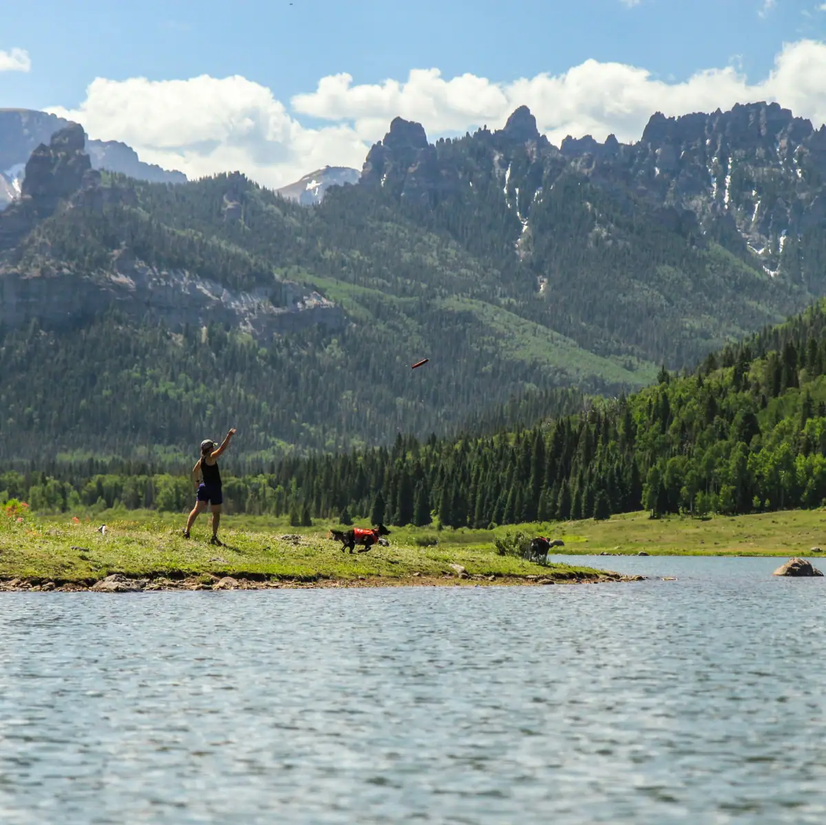Hund spielt mit Frauchen Ein Hund liegt auf einem Feld.