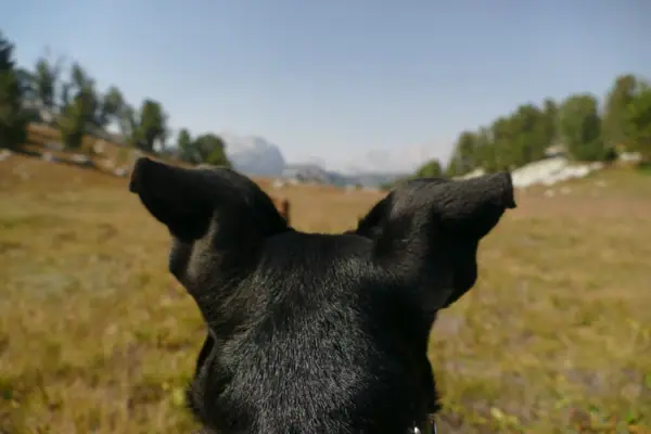 Hund in den Bergen Ein Hund, der in die Landschaft schaut.
