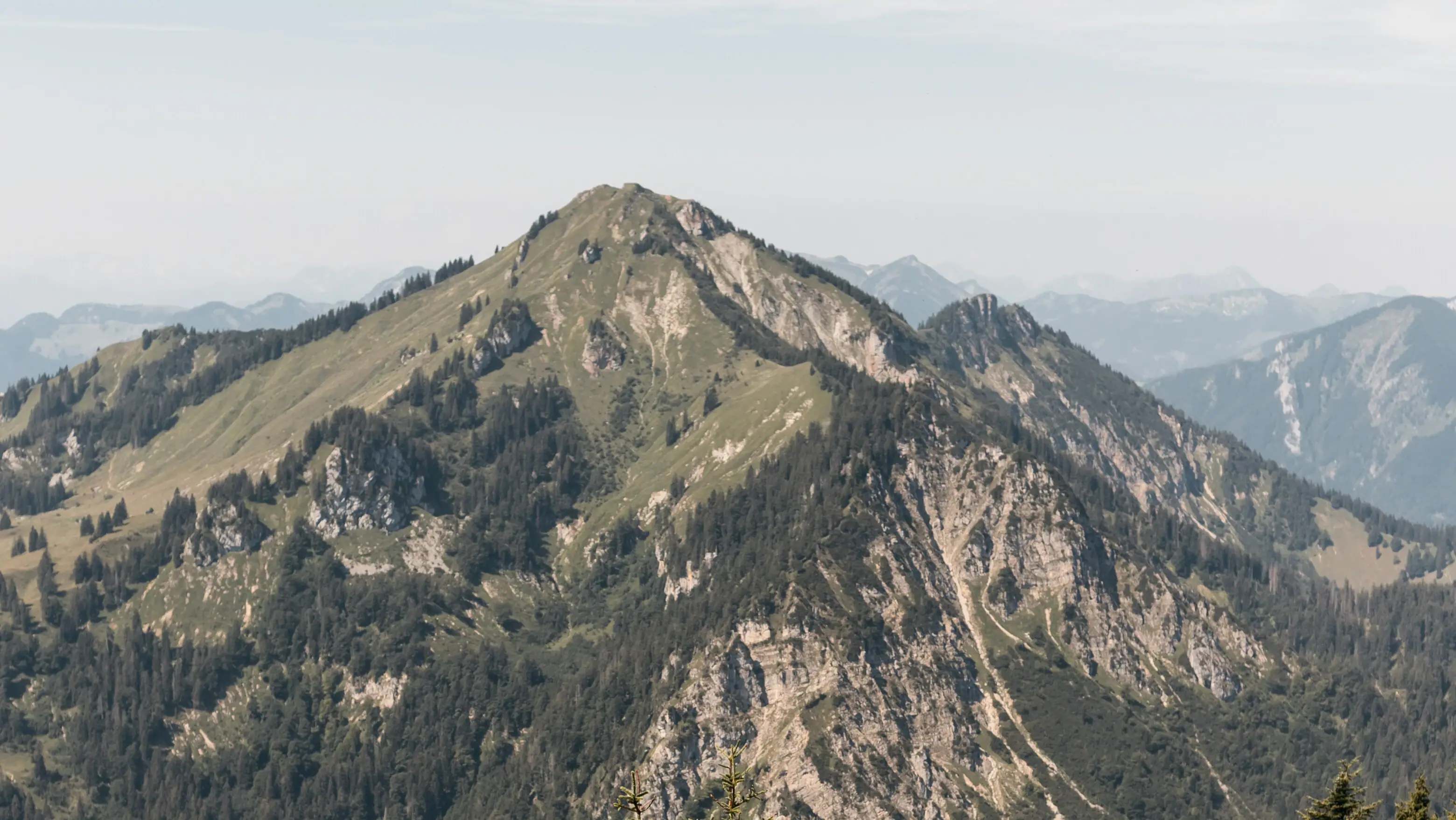Hochfelln Ein Gebirgszug mit Bäumen und Blumen.