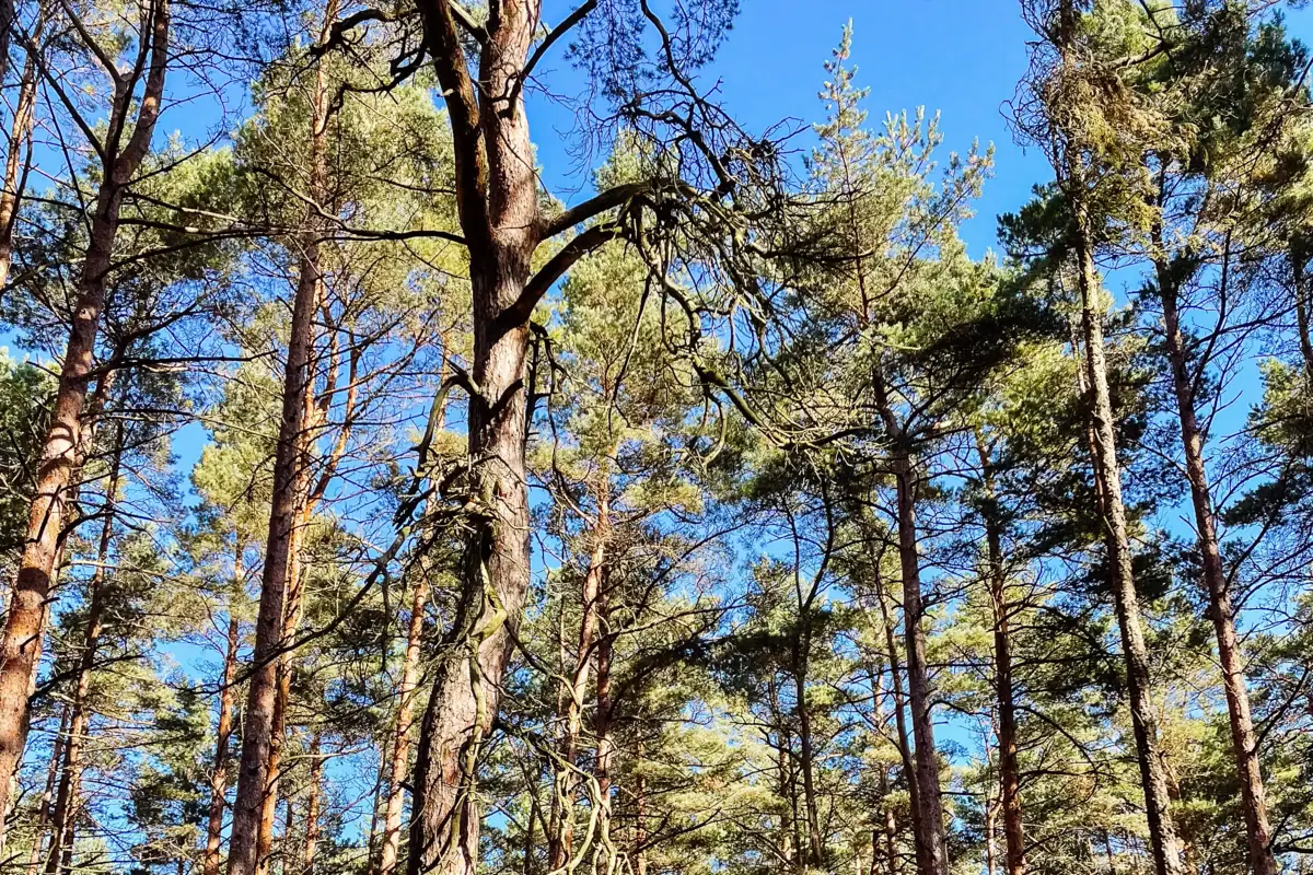 Eine Gruppe von Bäumen in einem Wald.
