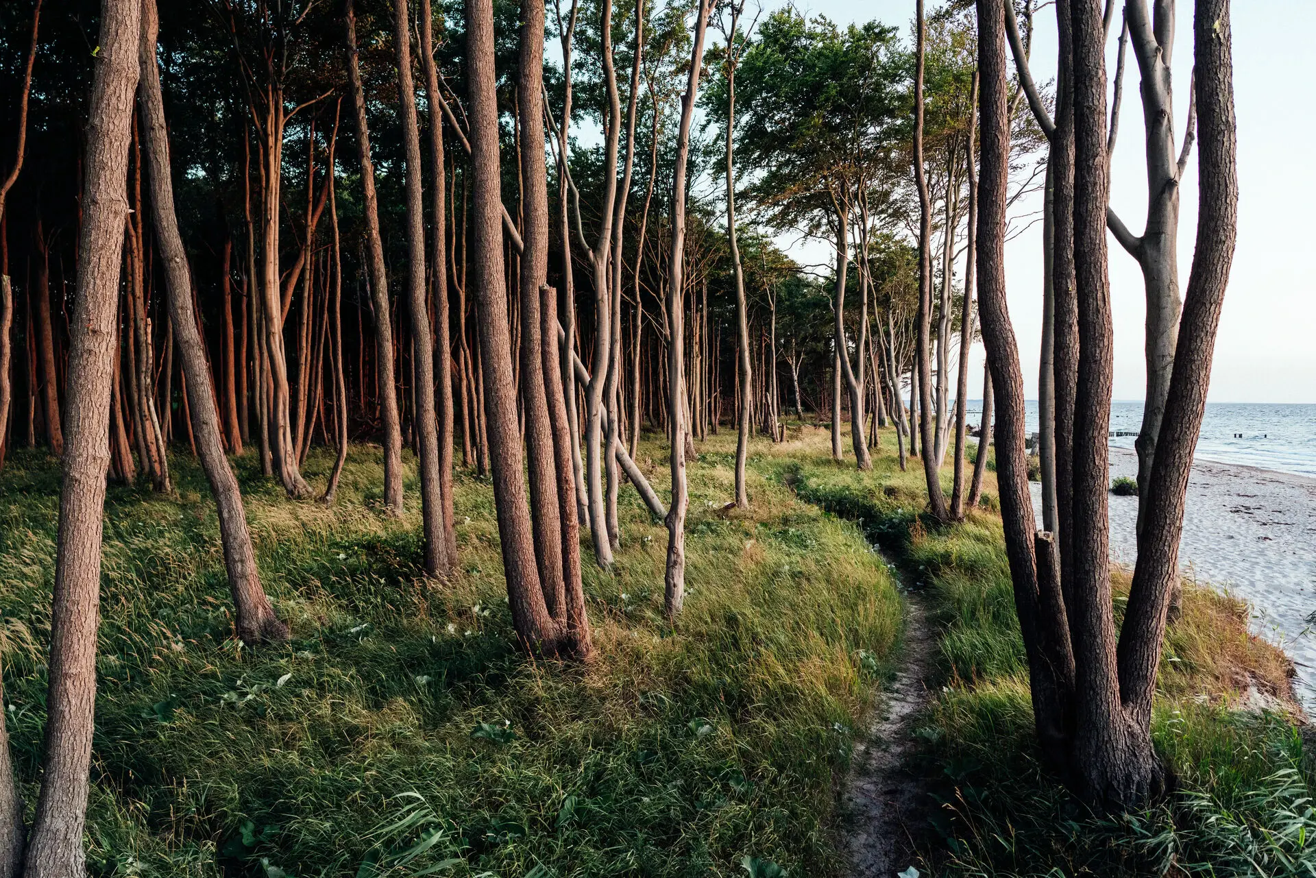 Gespensterwald Gespensterwald